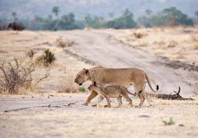 Ruaha National Park Safari