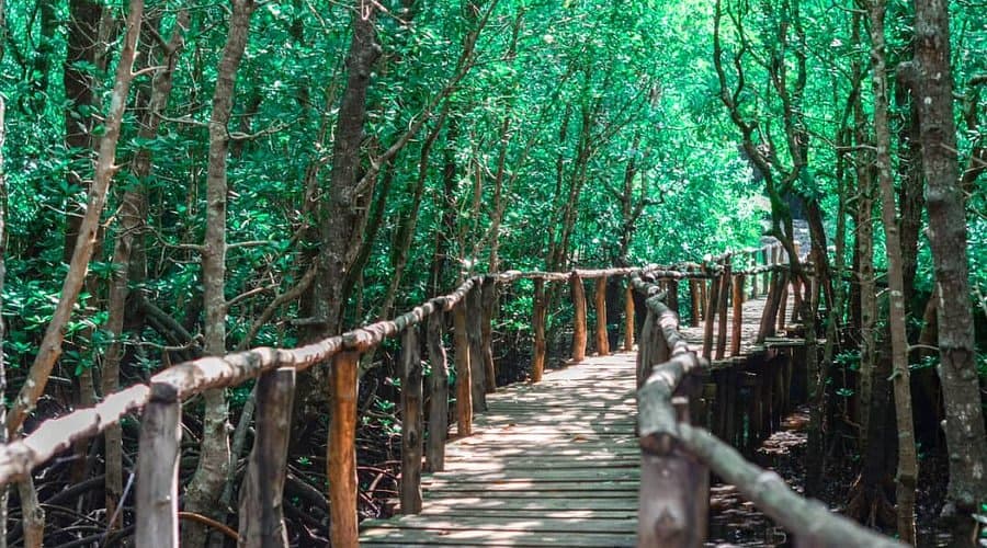 Jozani Forest Tour – Zanzibar