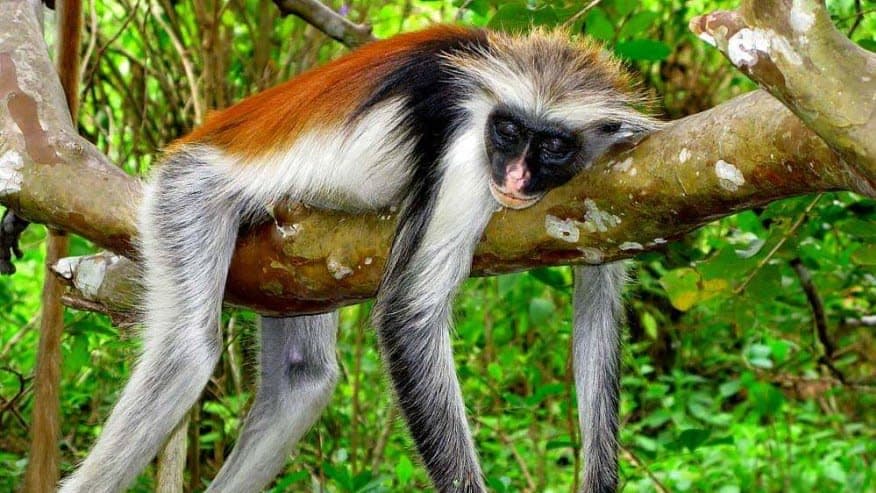 Jozani Forest Tour – Zanzibar
