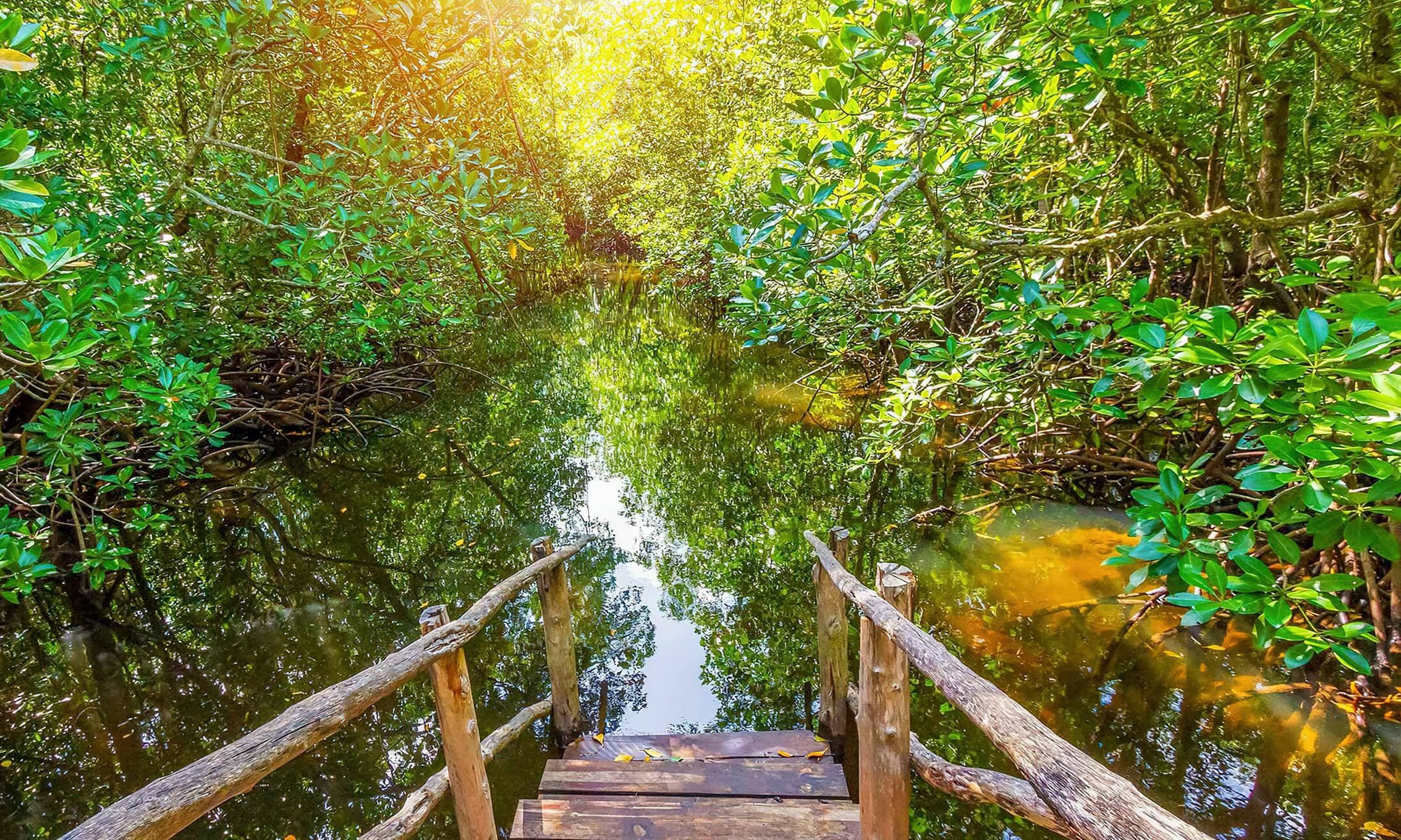 Jozani Forest Tour – Zanzibar