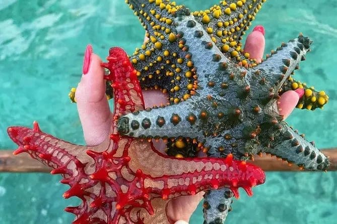 Blue Lagoon & Starfish Beach – Zanzibar